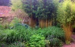 Gold Vivax Giant Timber Bamboo (Green Stripe Bamboo) - Phyllostachys Vivax 'Aureocaulis' - 3 Gallon Pot (2-4') -Wilson Bros Gardens Bamboo Gold Vivax 6