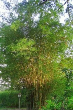 Golden Fishpole Bamboo - Phyllostachys Aurea - 3 Gallon Pot (4-6') -Wilson Bros Gardens Bamboo Golden 10