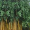 Gold Vivax Giant Timber Bamboo (Green Stripe Bamboo) - Phyllostachys Vivax 'Aureocaulis' - 3 Gallon Pot (2-4')