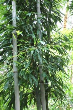 Henon Giant Gray Bamboo - Phyllostachys Nigra 'Henon' - 3 Gallon Pot (4-6') -Wilson Bros Gardens Bamboo Henon 11