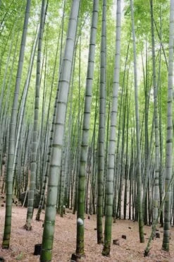 Henon Giant Gray Bamboo - Phyllostachys Nigra 'Henon' - 3 Gallon Pot (4-6') -Wilson Bros Gardens Bamboo Henon 16