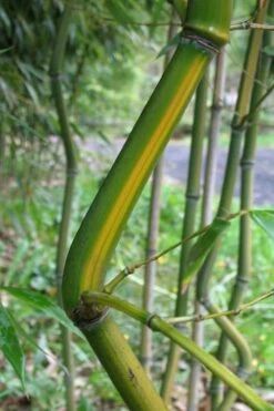 Yellow Groove Bamboo (Phyllostachys Aureosulcata) - 3 Gallon Pot (2-4') -Wilson Bros Gardens Bamboo Yellow Groove 11