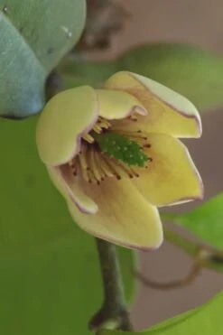 Everblooming Banana Shrub - Michelia Figo 'Hagiwara' - 6 Pack Of 1 Gallon Pots