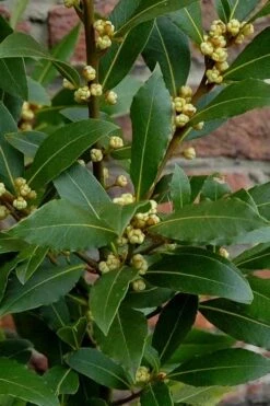 Bay Laurel (Sweet Bay) - Laurus Nobilis - 1 Gallon Pot -Wilson Bros Gardens Bay Laurel 2