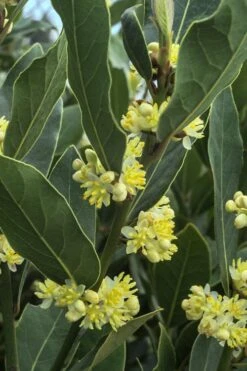 Bay Laurel (Sweet Bay) - Laurus Nobilis - 1 Gallon Pot -Wilson Bros Gardens Bay Laurel 3
