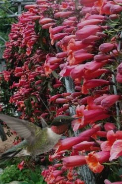 Shalimar Red Crossvine - Bignonia Capreolata - 2 Gallon Pot -Wilson Bros Gardens Bignonia Shalimar Red 20 1