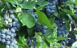 Premier Rabbiteye Blueberry - 3 Gallon Pot -Wilson Bros Gardens Blueberry Bush Premier