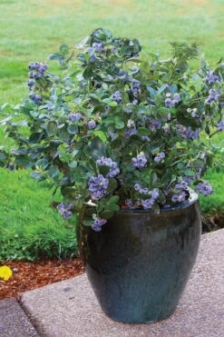 Top Hat Dwarf Blueberry - 1 Gallon Pot -Wilson Bros Gardens Blueberry Top Hat 3