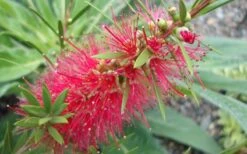 Woodlanders Cold Hardy Red Bottlebrush - Callistemon - 3 Gallon Pot -Wilson Bros Gardens Bottlebrush Woodlanders Hardy 1
