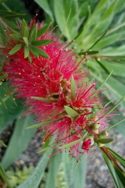 Woodlanders Cold Hardy Red Bottlebrush - Callistemon - 3 Gallon Pot -Wilson Bros Gardens Bottlebrush Woodlanders Hardy Red 20