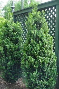 Dee Runk Columnar Boxwood - 3 Gallon Pot -Wilson Bros Gardens Boxwood Dee Runk 2 500x750 1