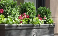 Dwarf English Boxwood - 2 Gallon Pot -Wilson Bros Gardens Boxwood Dwarf English 2