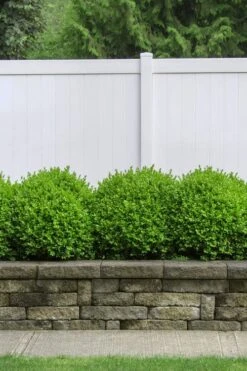 Dwarf English Boxwood - 1 Gallon Pot -Wilson Bros Gardens Boxwood Dwarf English 3 1