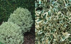 Dwarf Variegated Boxwood - 3 Gallon Pot -Wilson Bros Gardens Boxwood Dwarf Variegated 50 2