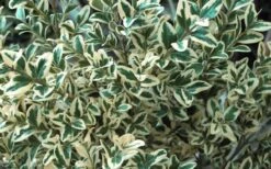 Dwarf Variegated Boxwood - 1 Gallon Pot -Wilson Bros Gardens Boxwood Dwarf Variegated 51 1