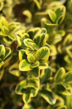 Golden Triumph Variegated Dwarf Boxwood - 3 Gallon Pot -Wilson Bros Gardens Boxwood Golden Triumph 3