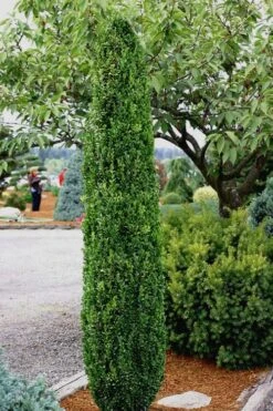 Graham Blandy Columnar Boxwood - 3 Gallon Pot