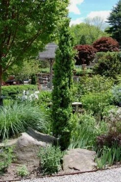 Graham Blandy Columnar Boxwood - 3 Gallon Pot -Wilson Bros Gardens Boxwood Graham Blandy 2