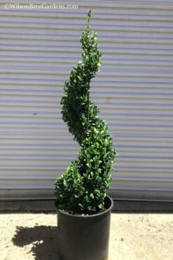 Common Boxwood Spiral Topiary - 5 Gallon Pot -Wilson Bros Gardens Boxwood Green Mountain Spiral 1