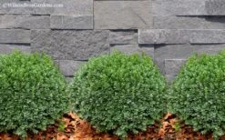 Korean Dwarf Boxwood - Buxus Sinica Var. Insularis 'Nana' - 6 Pack Of 1 Gallon Pots -Wilson Bros Gardens Boxwood Korean Dwarf Insularis Nana 2