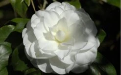 Alba Plena Camellia Japonica - 3 Gallon Pot -Wilson Bros Gardens Camellia Alba Plena Flower Closeup 2 1