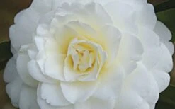 Alba Plena Camellia Japonica - 7 Gallon Pot (3-4') -Wilson Bros Gardens Camellia Alba Plena Flower Closeup