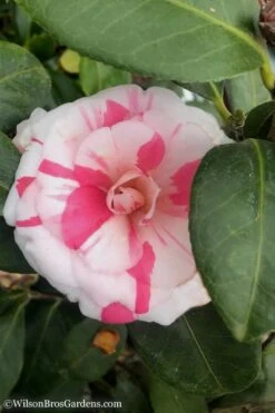 April Dawn Cold Hardy Camellia Japonica - 5 Gallon Pot -Wilson Bros Gardens Camellia April Dawn 10