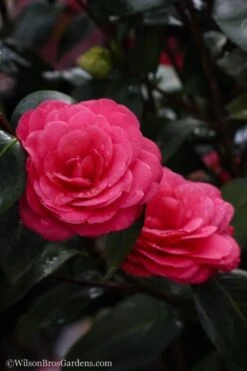 April Dawn Cold Hardy Camellia Japonica - 5 Gallon Pot -Wilson Bros Gardens Camellia April Dawn 20