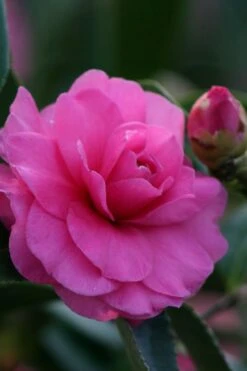 Chansonette Dwarf Weeping Camellia Sasanqua - 3 Gallon Pot -Wilson Bros Gardens Camellia Chansonette 2
