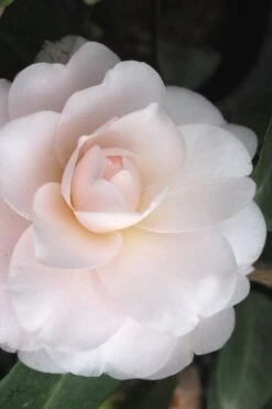 Goggy Camellia Japonica - 1 Gallon Pot