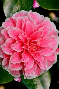Brilliant Gem Fragrant Camellia Japonica - Herme - 3 Gallon Pot -Wilson Bros Gardens Camellia Hermes 6