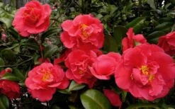 Kramers Supreme Red Double Camellia Japonica - 2 Gallon Pot -Wilson Bros Gardens Camellia Kramers Supreme 52