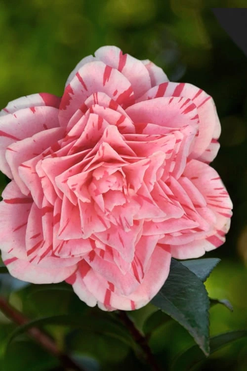 Les Marbury Camellia Japonica - 3 Gallon Pot 5 Les Marbury Camellia Japonica - 3 Gallon Pot - Image 5