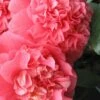 Maidens Of Great Promise Camellia - Japonica - 1 Gallon Pot
