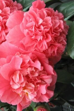 Maidens Of Great Promise Camellia - Japonica - 1 Gallon Pot