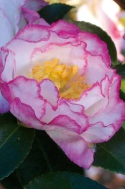 October Magic Inspiration Camellia - 3 Gallon Pot -Wilson Bros Gardens Camellia October Inspiration