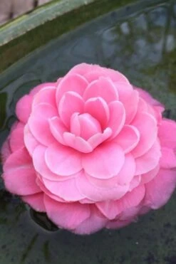 Pearl Maxwell Camellia Japonica - 3 Gallon Pot -Wilson Bros Gardens Camellia Pearl Maxwell 5