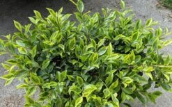 Royal Flush Shi Shi Variegated Camellia Sasanqua - 3 Gallon Pot -Wilson Bros Gardens Camellia Royal Flush Shi Shi 2