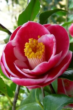 Sadaharu Oh Camellia - 7 Gallon Pot (3-4') -Wilson Bros Gardens Camellia Sadaharu Oh 6