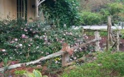 Sarrel Dwarf Camellia Sasanqua - 3 Gallon Pot -Wilson Bros Gardens Camellia Sarrel 5