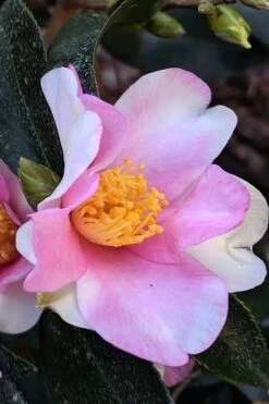 Yume Camellia Sasanqua - 3 Gallon Pot -Wilson Bros Gardens Camellia Yume 7