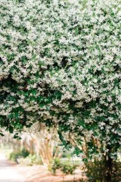 Madison Confederate Jasmine - 1 Gallon Pot -Wilson Bros Gardens Campsis Madame Galen 18