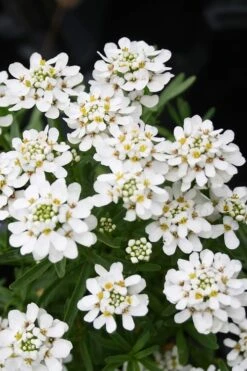 Tahoe Candytuft - Iberis Sempervirens - 10 Count Flat Of Quart Pots -Wilson Bros Gardens Candytuft Tahoe 2