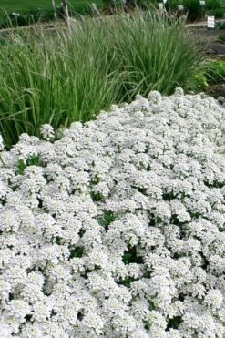 Tahoe Candytuft - Iberis Sempervirens - 10 Count Flat Of Quart Pots -Wilson Bros Gardens Candytuft Tahoe 5