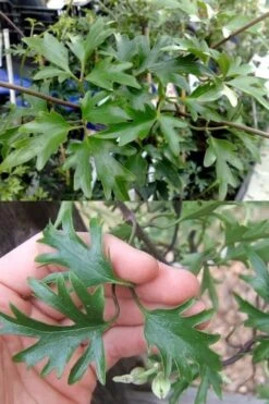 Avalanche Evergreen Clematis - 2 Gallon Pot -Wilson Bros Gardens Clematis Avalanche 15