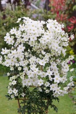 Avalanche Evergreen Clematis - 2 Gallon Pot -Wilson Bros Gardens Clematis Avalanche 5