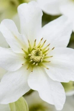 Avalanche Evergreen Clematis - 2 Gallon Pot -Wilson Bros Gardens Clematis Avalanche 8