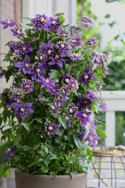 Taiga Clematis - 1 Gallon Pot -Wilson Bros Gardens Clematis Taiga 10 1