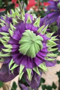 Taiga Clematis - 1 Gallon Pot -Wilson Bros Gardens Clematis Taiga 2 1