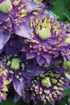 Taiga Clematis - 3 Gallon Pot -Wilson Bros Gardens Clematis Taiga 3